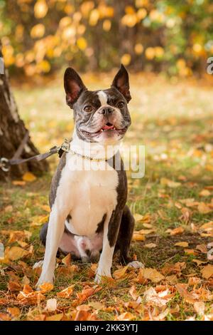Boston terrier cane fuori. Cane in bel parco rosso e giallo in autunno fuori. Foto Stock