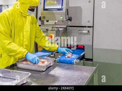 L'operatore incolla la carne di pollo sul nastro trasportatore per tagliare automaticamente le dimensioni e il peso della carne attenendosi alle specifiche. Foto Stock