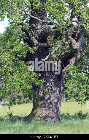Quercia vecchia, Quercus, Rogalin, Polonia. Foto Stock
