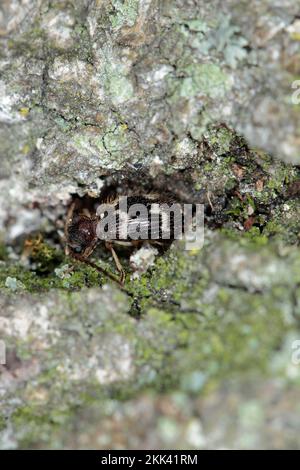 Scarabeo di ragno in marmo bianco, scarabeo di ragno con marcatura bianca (pelliccia di Ptino), imago. Foto Stock