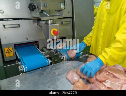 L'operatore incolla il filetto di pollo sul trasportatore alla macchina di taglio automatica nel moderno processo del pollame. Foto Stock