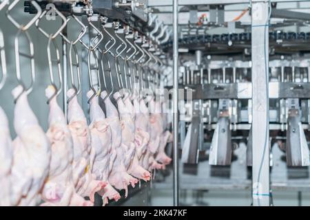 Appendere il pollo alla catena del trasportatore in un moderno stabilimento avicolo. Foto Stock