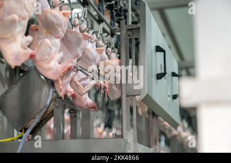 Appendere il pollo al trasportatore a catena per automatizzare il taglio di metà intera nella linea di lavorazione della carne. Foto Stock