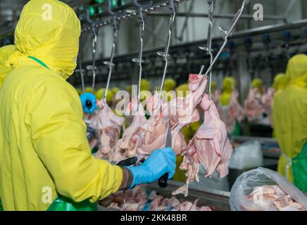 Primo piano mano del coltello taglio pollo crudo appendere sulla catena di trasporto in moderno avicolo fabbrica. Foto Stock