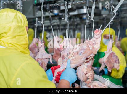 Primo piano tirare la gamba di pollo a sinistra e tenere la mano destra coltello taglio pollo crudo appendere sulla catena di trasporto in moderno avicolo fabbrica. Foto Stock