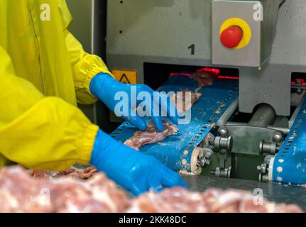 Il lavoratore incolla carne di pollo sul trasportatore per automatizzare la taglia taglia macchina nella fabbrica di pollame. Foto Stock