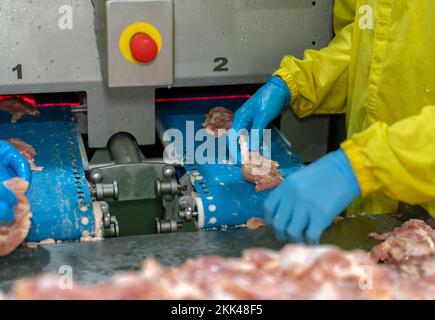 Il lavoratore incolla carne di pollo sul trasportatore per tagliare automaticamente taglia macchina nel pollame processo. Foto Stock