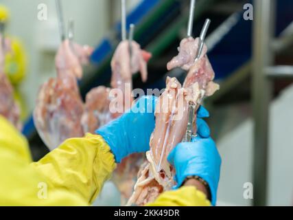 Primo piano utilizzare pinze in acciaio inox per estrarre il filetto dalla carcassa del pollo sul martinetto trasportatore nella moderna fabbrica di pollame. Foto Stock
