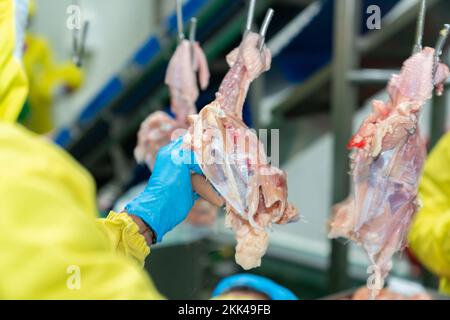 Primo piano tirare il filetto fuori dalla carcassa del pollo sul martinetto del trasportatore nella linea di processo. Foto Stock