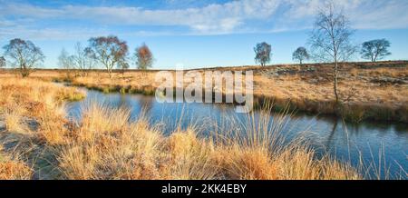 Womere nel tardo autunno Cannock Chase Country Park AONB (area di straordinaria bellezza naturale) in Staffordshire Inghilterra Regno Unito Foto Stock