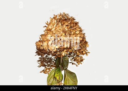 Primo piano fiori appassiti di Hydrangea (Hydrangea paniculata limelight) in autunno. Sfondo bianco. Famiglia Hydrangeaceae. Giardino olandese novembre Foto Stock