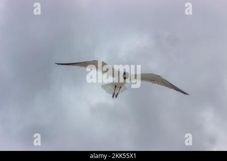Primo piano di un gabbiano che vola nell'aria in una giornata nuvolosa Foto Stock