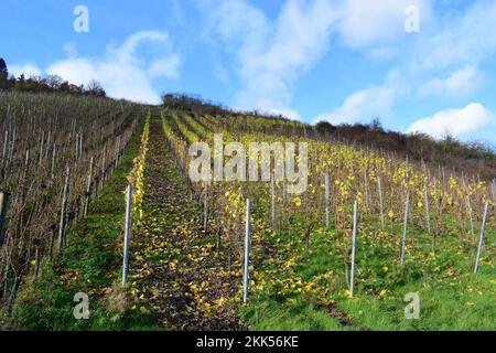 vigneti autunnali gialli Foto Stock