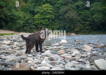 Il cane del Terranova sorge su una riva rocciosa del fiume Foto Stock
