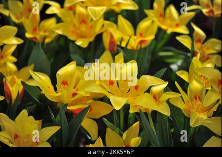 Giallo e rosso varie tulipani di montagna Tschimgan (Tulipa tschimganica) fioriscono in un giardino nel mese di marzo Foto Stock