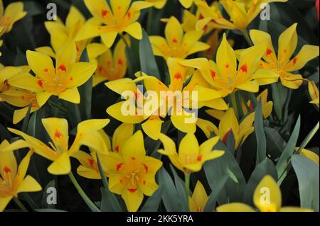 Giallo e rosso varie tulipani di montagna Tschimgan (Tulipa tschimganica) fioriscono in un giardino nel mese di marzo Foto Stock