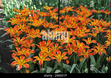 Rosso e giallo varie tulipani di montagna Tschimgan (Tulipa tschimganica) Bandiera spagnola fiorire in un giardino nel mese di aprile Foto Stock