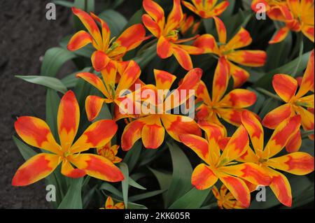 Rosso e giallo varie tulipani di montagna Tschimgan (Tulipa tschimganica) Bandiera spagnola fiorire in un giardino nel mese di aprile Foto Stock