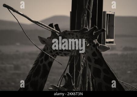 Due giraffe allo zoo di Edimburgo Foto Stock