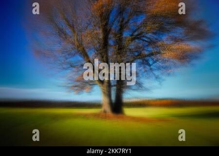 ARTE FOTOGRAFICA: Autunno luce Foto Stock