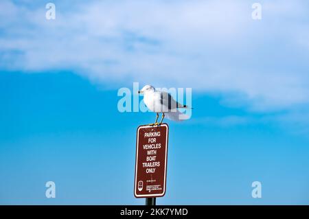 Seagull appollaiato sul cartello. Foto Stock