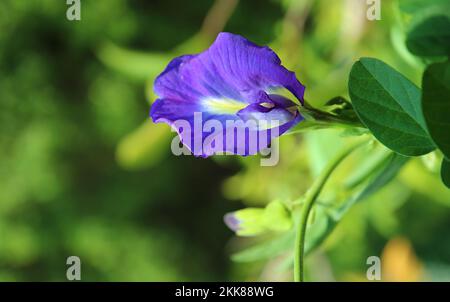 Bella Pea farfalla o Aparajita fiore fioritura sul suo albero Foto Stock