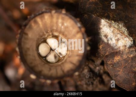 Fungo del Nido dell'uccello fluted (Cyathus striatus). Sussex, Regno Unito. Foto Stock