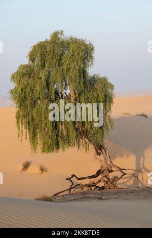 Albero nel deserto con radici impressionanti, albero nel deserto arido, natura del Medio Oriente Foto Stock