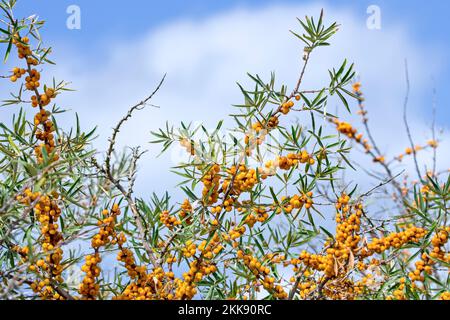 Bacche d'arancia dell'arbusto di spina di bubbio comune (Hippophae rhamnoides / Arlussiera rhamnoides) nelle dune lungo la costa del Mare del Nord in tarda estate Foto Stock