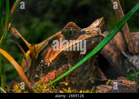 Rana cornuta dal naso lungo / rana cornuta malese / rana foglia malese (Pelobatrachus nasutus), originaria della Thailandia, Malesia, Singapore, Sumatra e Borneo Foto Stock