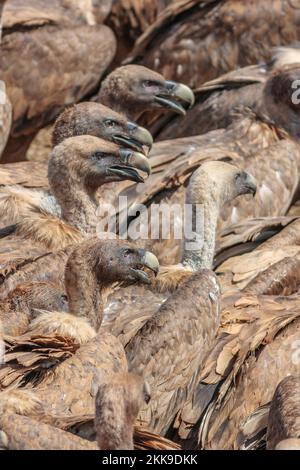 Griffon avvoltoi, Gyps fulvus Foto Stock