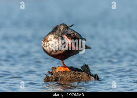 Maschio dello shoveler settentrionale, Anas clypeata Foto Stock