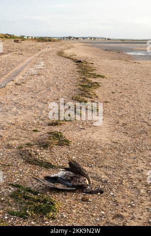 Oche morte sulla linea di alta marea sulla costa orientale del Wash in Norfolk. In attesa del prelievo da parte del DEFRA per il test dell'influenza aviaria. Foto Stock