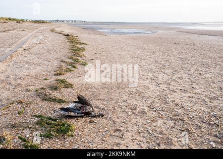 Oche morte sulla linea di alta marea sulla costa orientale del Wash in Norfolk. In attesa del prelievo da parte del DEFRA per il test dell'influenza aviaria. Foto Stock