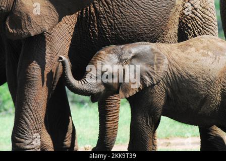 Una meravigliosa vista ravvicinata di un giovane vitello elefante selvaggio che cammina con la madre nella natura selvaggia del Sud Africa. Foto Stock