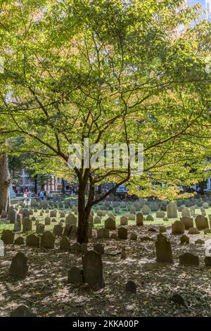 Boston, USA - 12 settembre 2017: File di lapidi sotto un albero al suolo di sepoltura di Granary. Divenne un cimitero nel 1660, il terzo più antico della città Foto Stock