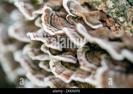 Primo piano di funghi di coda di tacchino Foto Stock
