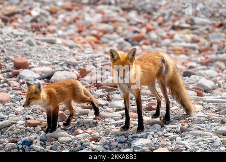 Una volpe e il suo cucciolo fuori per una passeggiata su una riva rocciosa Foto Stock