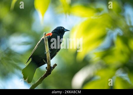 Un uccello nero dalle alette rosse siede arroccato su un ramo dell'albero Foto Stock