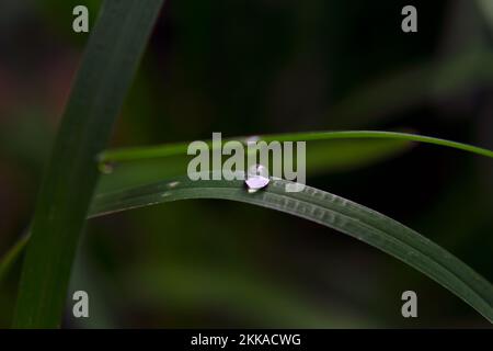 Primo piano di una goccia d'acqua su una foglia di fiore Foto Stock