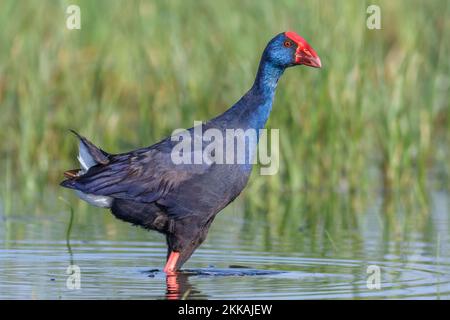 Swanphen viola, Porphyrio porphyrio, a laguna, Valencia, Spagna Foto Stock