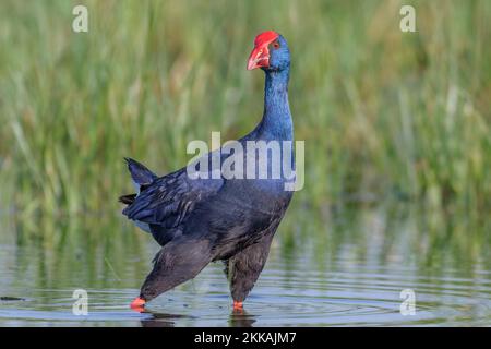 Swanphen viola, Porphyrio porphyrio, a laguna, Valencia, Spagna Foto Stock