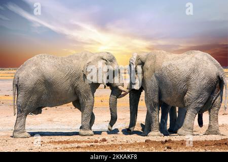 Primo piano di due grandi elefanti di toro imbevuti di fango secco, in piedi faccia a faccia sulle pianure secche di Etosha con un bel cielo azzurro chiaro. Foto Stock