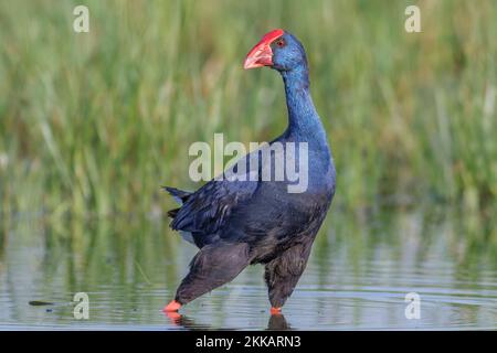 Swanphen viola, Porphyrio porphyrio, a laguna, Valencia, Spagna Foto Stock