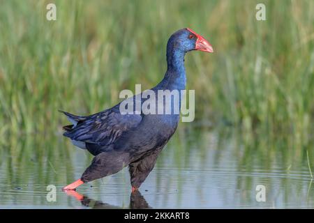 Swanphen viola, Porphyrio porphyrio, a laguna, Valencia, Spagna Foto Stock