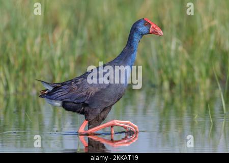 Swanphen viola, Porphyrio porphyrio, a laguna, Valencia, Spagna Foto Stock