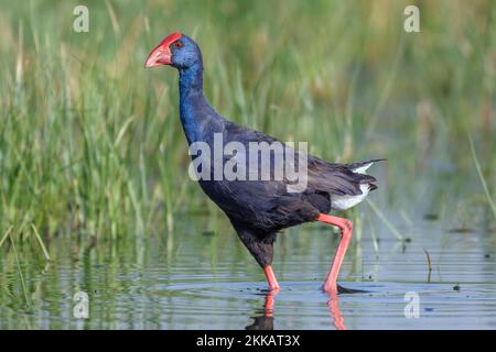 Swanphen viola, Porphyrio porphyrio, a laguna, Valencia, Spagna Foto Stock