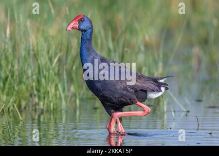 Swanphen viola, Porphyrio porphyrio, a laguna, Valencia, Spagna Foto Stock