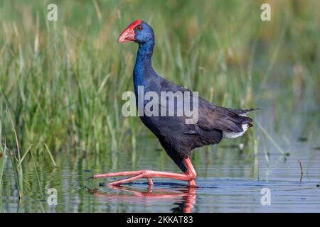 Swanphen viola, Porphyrio porphyrio, a laguna, Valencia, Spagna Foto Stock