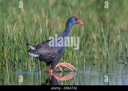 Swanphen viola, Porphyrio porphyrio, a laguna, Valencia, Spagna Foto Stock